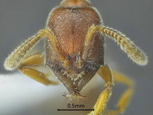 Stigmatomma trilobum specimen