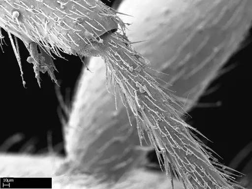 Stigmatomma tsyhady specimen