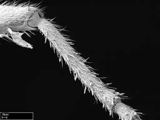 Stigmatomma tsyhady specimen