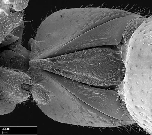 Stigmatomma tsyhady - CASENT0074309