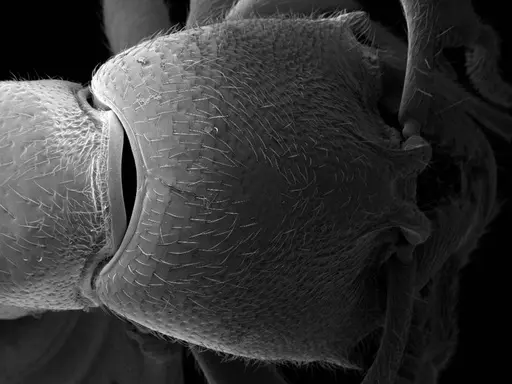 Stigmatomma tsyhady - CASENT0074309