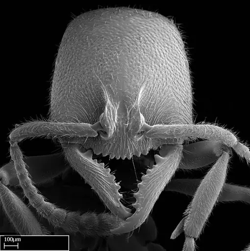 Stigmatomma tsyhady - CASENT0074309