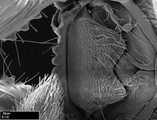 Stigmatomma tsyhady - CASENT0074309