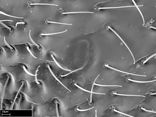 Stigmatomma tsyhady - CASENT0074309