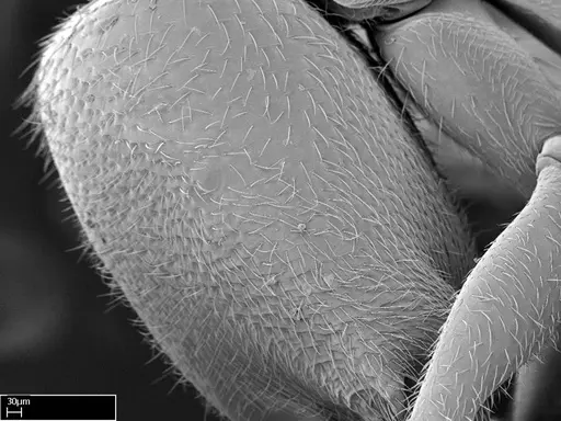 Stigmatomma tsyhady - CASENT0074309