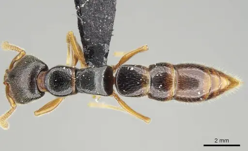 Stigmatomma tsyhady - CASENT0121332