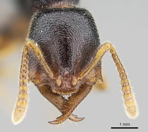 Stigmatomma tsyhady - CASENT0121332