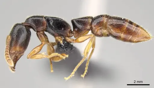 Stigmatomma tsyhady - CASENT0121332