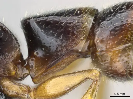 Stigmatomma tsyhady - CASENT0121332