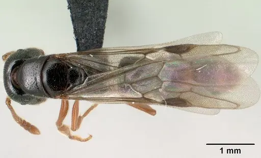 Stigmatomma tsyhady - CASENT0138790