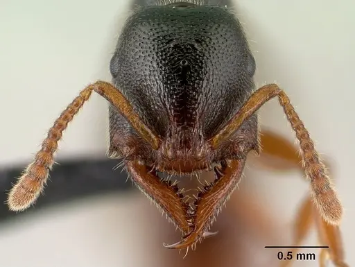 Stigmatomma tsyhady - CASENT0138790