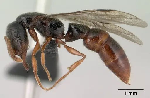 Stigmatomma tsyhady - CASENT0138790