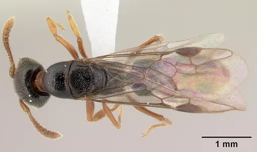 Stigmatomma tsyhady - CASENT0179498