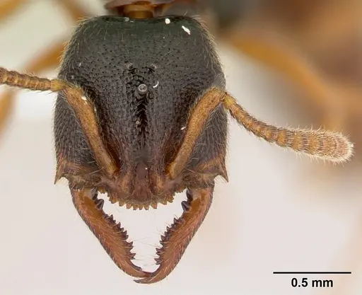 Stigmatomma tsyhady - CASENT0179498