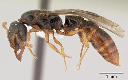 Stigmatomma tsyhady - CASENT0179498