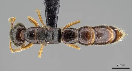 Stigmatomma tsyhady - CASENT0208068