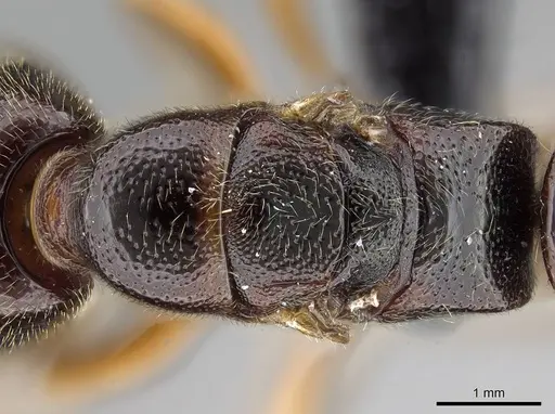 Stigmatomma tsyhady - CASENT0208068