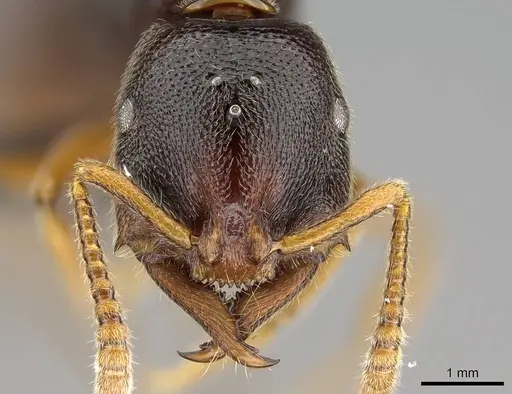 Stigmatomma tsyhady - CASENT0208068