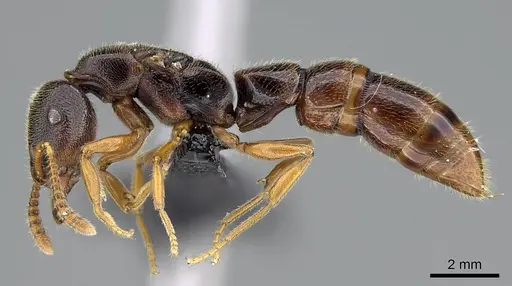 Stigmatomma tsyhady - CASENT0208068