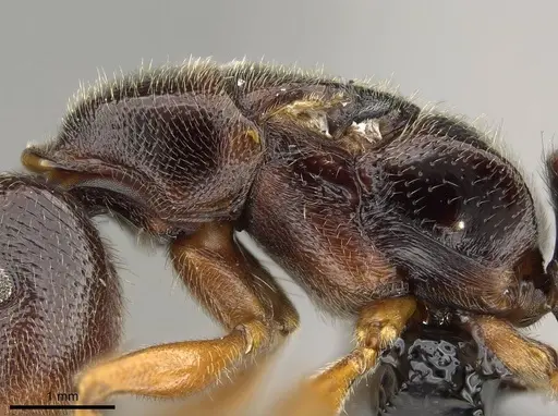 Stigmatomma tsyhady - CASENT0208068