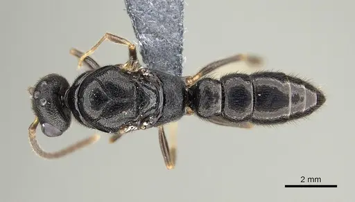 Stigmatomma tsyhady - CASENT0723249