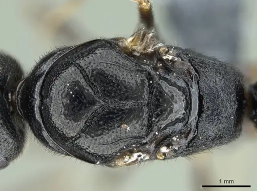 Stigmatomma tsyhady - CASENT0723249