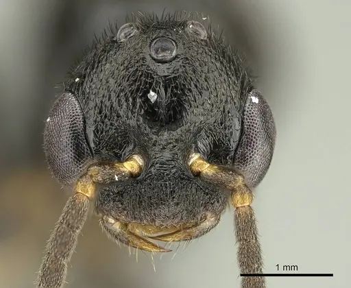 Stigmatomma tsyhady - CASENT0723249