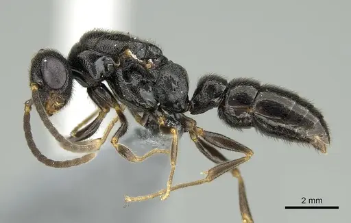 Stigmatomma tsyhady - CASENT0723249