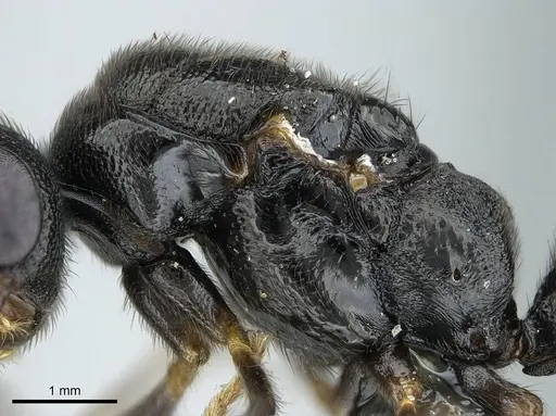 Stigmatomma tsyhady - CASENT0723249