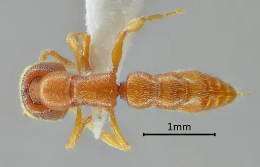 Stigmatomma zoma specimen