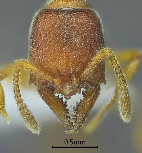 Stigmatomma zoma specimen