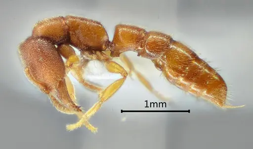 Stigmatomma zoma specimen