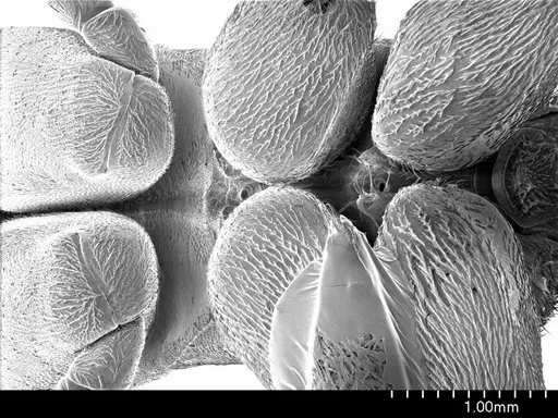 Streblognathus peetersi specimen