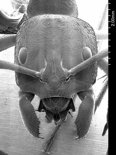 Streblognathus peetersi specimen