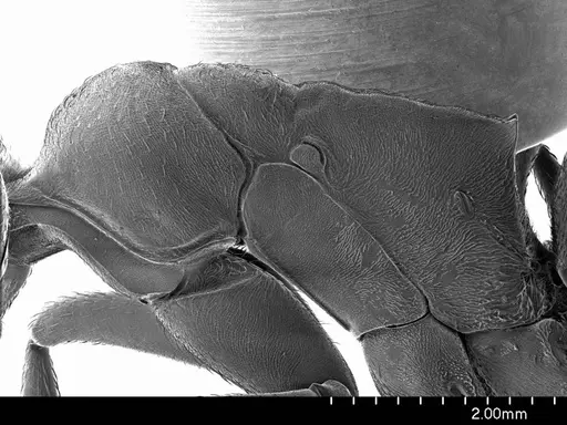 Streblognathus peetersi specimen