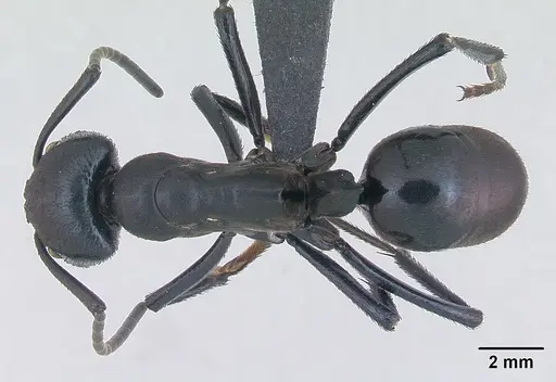 Streblognathus peetersi - CASENT0173636