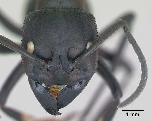 Streblognathus peetersi - CASENT0173636