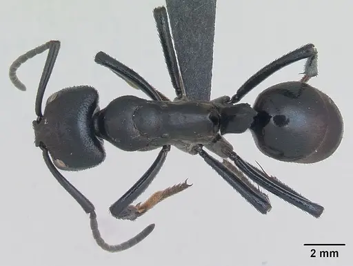 Streblognathus peetersi - CASENT0173637