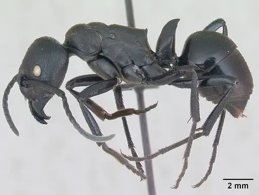 Streblognathus peetersi - CASENT0173637