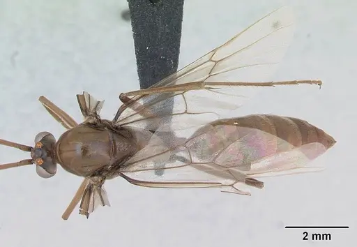 Streblognathus peetersi - CASENT0173638