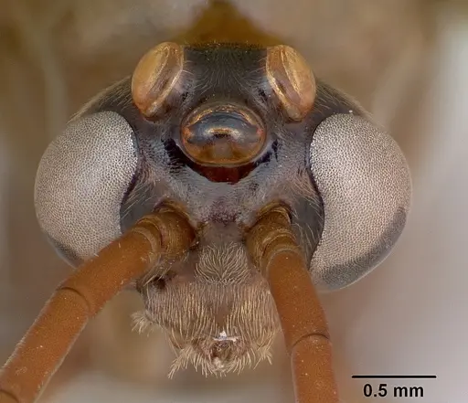 Streblognathus peetersi - CASENT0173638