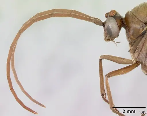 Streblognathus peetersi - CASENT0173638