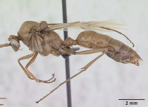 Streblognathus peetersi - CASENT0173638