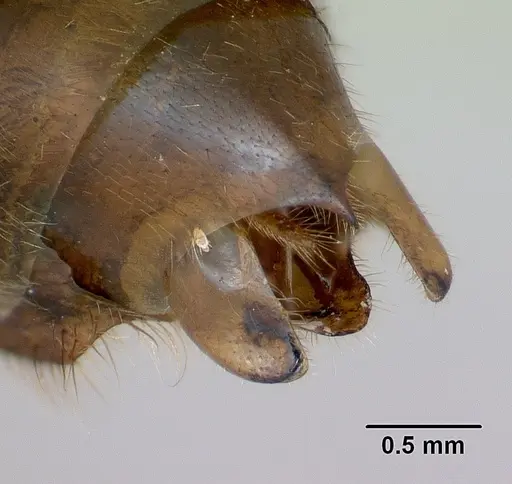 Streblognathus peetersi - CASENT0173638