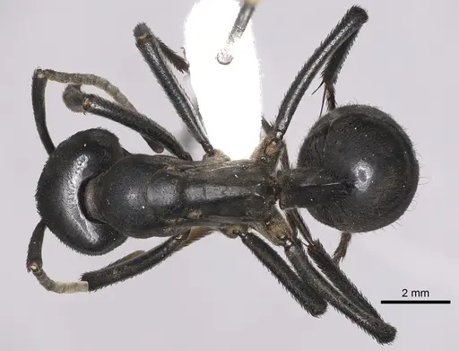 Streblognathus peetersi - CASENT0249250