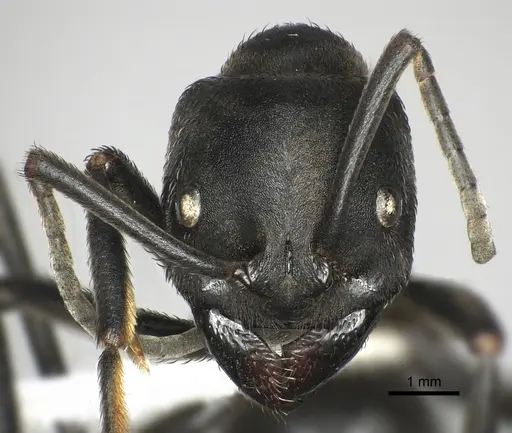 Streblognathus peetersi - CASENT0249250