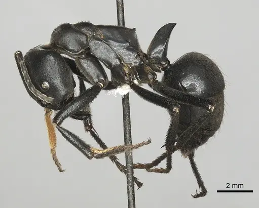 Streblognathus peetersi - CASENT0249250