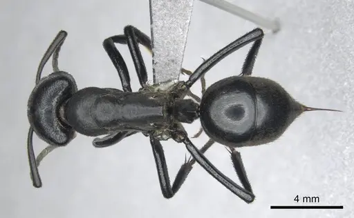 Streblognathus peetersi - CASENT0258851