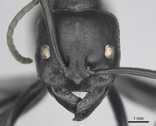 Streblognathus peetersi - CASENT0258851