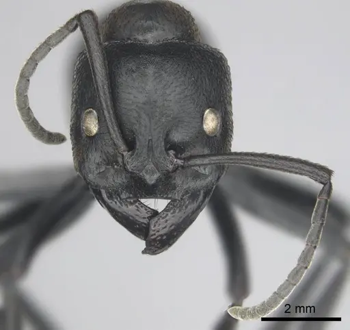 Streblognathus peetersi - CASENT0258851